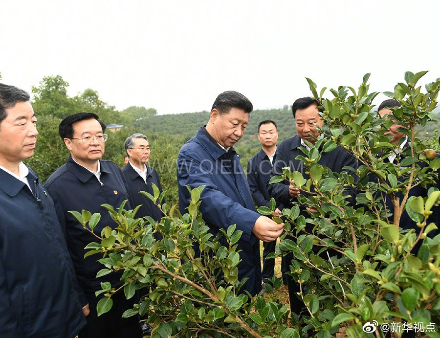 光山油茶籽榨油設(shè)備，山茶籽油榨油機廠家(圖1)