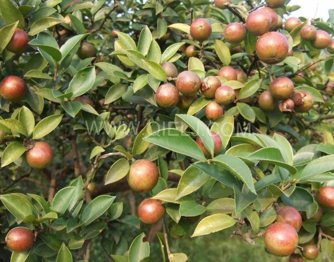 茶籽油壓榨設(shè)備認準企鵝機械，性能穩(wěn)定操作便利(圖1)